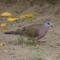 Blue-spotted Wood-Dove